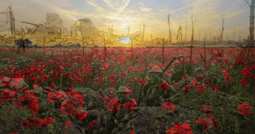 image of poppies growing over world war one trenches
